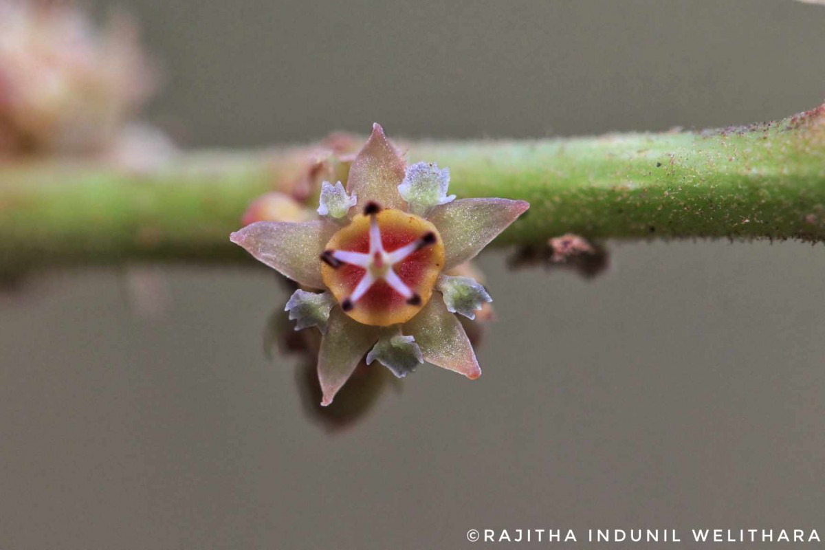Bridelia retusa (L.) A.Juss.